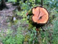 Felled Oak: The Blurred Edges of Life and Death in Nature's Timbered Tapestry of Concentric Histories