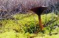 Chroogomophus rutilus mushroom pine spike wood