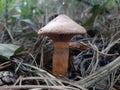 Brown slimecup or copper spike edible mushroom Royalty Free Stock Photo