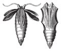 Chrysalide of a Moth vintage engraving