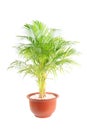 Chrysalidocarpus lutescens Royalty Free Stock Photo