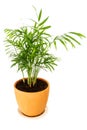 Chrysalidocarpus lutescens palm tree Royalty Free Stock Photo