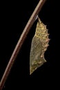 Chrysalis