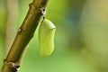 Chrysalis Royalty Free Stock Photo