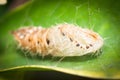 A chrysalis