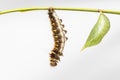 Chrysalis and black caterpillar of common duffer butterfly Dis