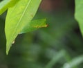 Chrysalis Butterfly hanging on a green leaf. Royalty Free Stock Photo