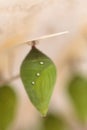 Chrysalis butterfly of a Papilio rumanzovia Scarlet Mormon Royalty Free Stock Photo