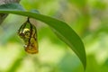 Chrysalis Butterfly