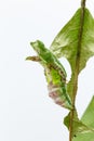 Chrysalis of commander butterfly on leaf Royalty Free Stock Photo