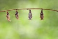 Chrysalis of emerged Black-veined sergeant butterfly & x28; Athyma ra