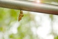 Chrysalis hanging on aluminum clothes line in garden