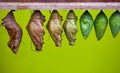 Chrysalis