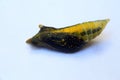 Chrysalis just before emergence of Asian Swallowtail