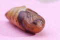 Chrysalis Larval food of Asians