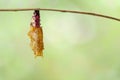 Chrysalis of Leopard lacewing butterfly Cethosia cyane euanthe Royalty Free Stock Photo