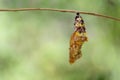 Chrysalis of Leopard lacewing butterfly Cethosia cyane euanthe Royalty Free Stock Photo