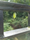 Chrysalis and Metamorphosis, Butterfly Cocoon hanging from a metal guard rail with some spider webs and a drop of water