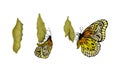 Chrysalis or Nympha as Pupal Stage of Butterfly Development Vector Set