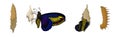 Chrysalis or Nympha as Pupal Stage of Butterfly Development Vector Set Royalty Free Stock Photo