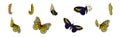 Chrysalis or Nympha as Pupal Stage of Butterfly Development Vector Set