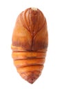 Chrysalis silkworm