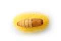 Chrysalis silkworm on silk worm cocoon Royalty Free Stock Photo