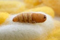 Chrysalis silkworm on silk worm cocoon Royalty Free Stock Photo