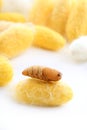 Chrysalis silkworm on silk worm cocoon