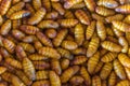 chrysalis silkworm. This is a source of silk thread and silk fab Royalty Free Stock Photo