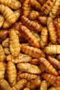 Chrysalis silkworm. This is a source of silk thread and silk fabric Royalty Free Stock Photo