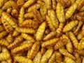 Chrysalis silkworm. This is a source of silk thread and silk fabric Royalty Free Stock Photo
