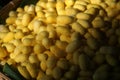 chrysalis yellow silkworm cocoons Royalty Free Stock Photo