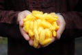 Yellow silkworm cocoons in man hands Royalty Free Stock Photo
