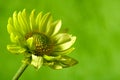 Chrysantemum flower