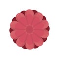 chrysantemum flower decoration image