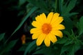 Chrysantemum flower in the garden