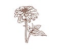 Chrysantemum flower handdrawn. Classic logo for beauty, packaging