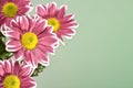 Chrysantemum flowers