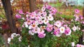 Chrysantemum flowers in the garden during autumn