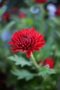 Chrysantemum red