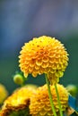 Chrysantemum