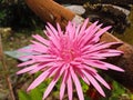 Chrysanth Chrysanthemum morifolium Ramat or known as Chrysanthemum is a beautiful ornamental herbaceous plant