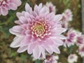 Chrysanthamum flower , which colour is pinkish white showing the core of the flower. Royalty Free Stock Photo