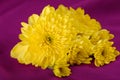 Chrysanthemum Royalty Free Stock Photo