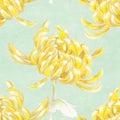 Chrysanthemum