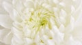 Chrysanthemum