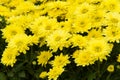 Chrysanthemum Royalty Free Stock Photo