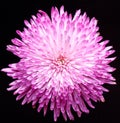 Chrysanthemum 5