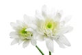 Chrysanthemum Royalty Free Stock Photo